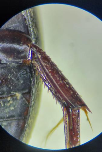 Ilybius quadriguttatus